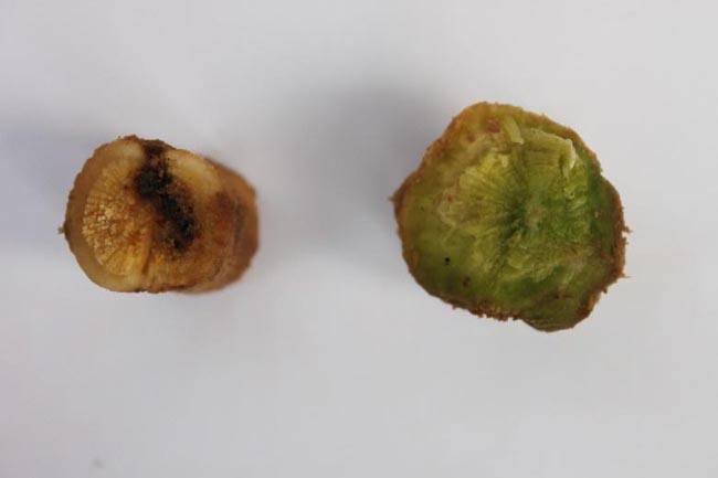 The stem profile of self-root (left) and grafted (right) watermelon